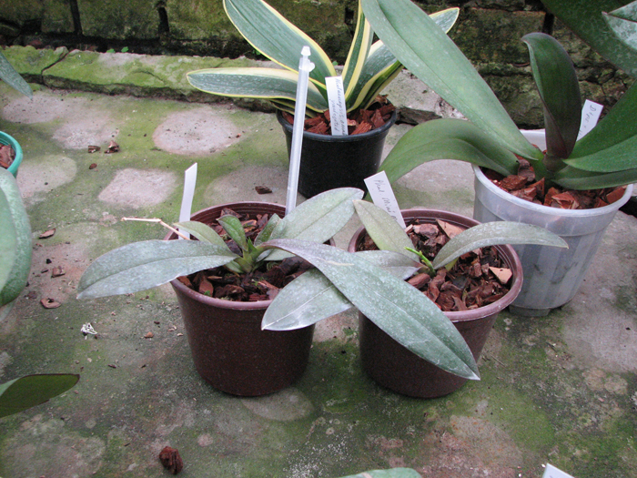 Phalaenopsis Mini Mark 'Maria Teresa.jpg