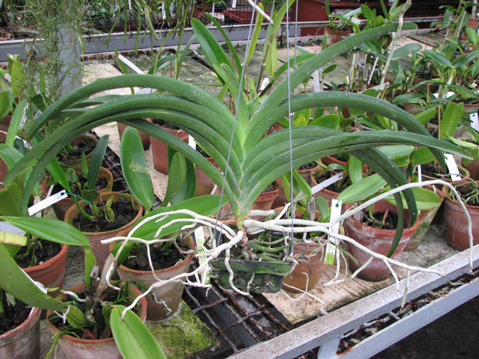 Vanda Chaiya x Vanda Sankamphaeng.jpg