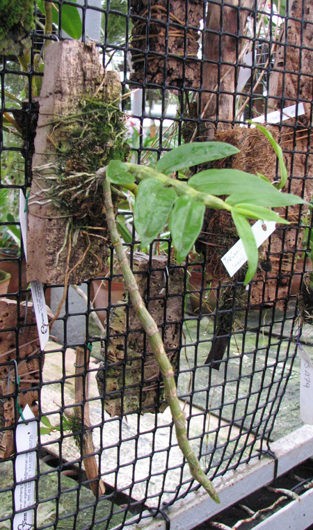 Dendrobium primulinum alba.jpg
