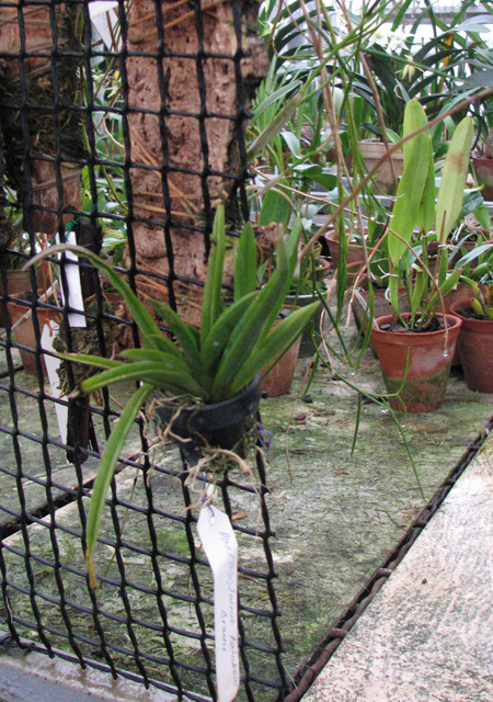 Oncidium (Tolumnea) Mix.jpg
