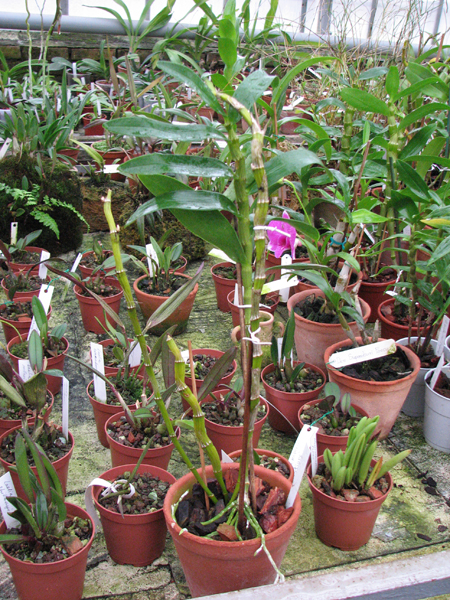 Dendrobium nobile var cooksonianum.jpg