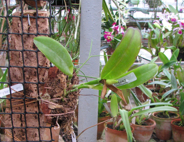 Cattleya araguaiensis x SELF.jpg