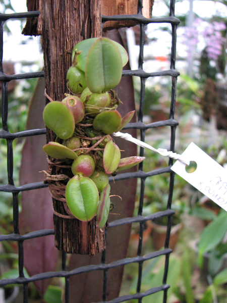Sophronitis brevipedunculata 'Ouro Branco' x brevipedunculata 'Ouro Preto'.jpg