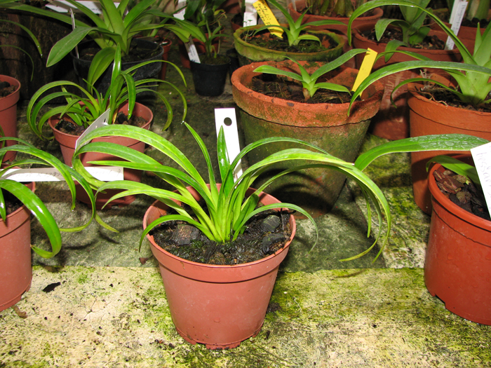 Phragmipedium pearcei x wallisii.jpg