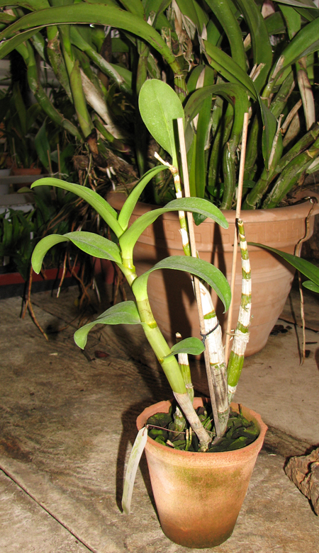 Dendrobium May Neal-Uraiwan.jpg
