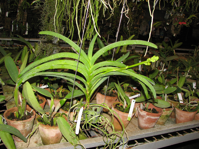 Ascocenda Oriental Lunar Beach x Vanda Chaiya.jpg