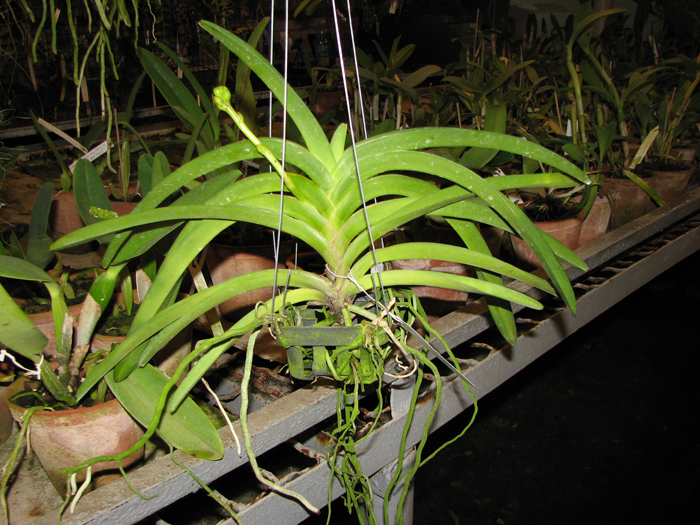 Ascocenda Carmine Spot x Vanda Pranermprai х Ascocenda Phairot.jpg