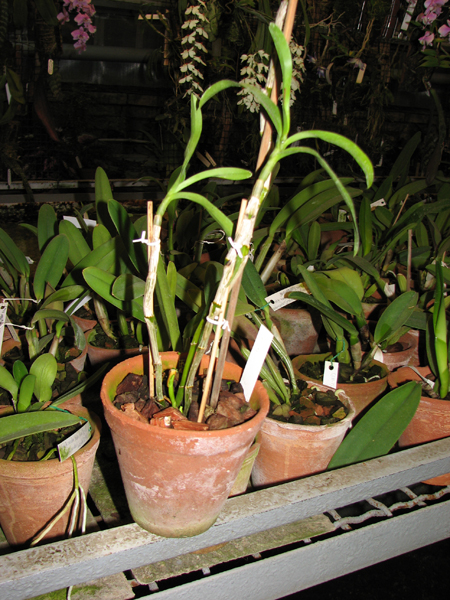 Dendrobium nobile var cooksonianum.jpg