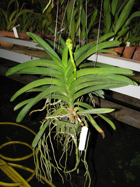 Vanda Vivan x Ascda Kultana Flame.jpg