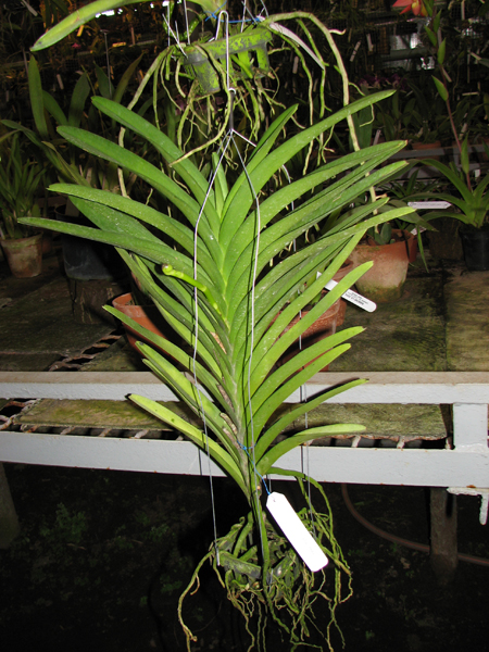 Ascocenda Princess Mikasa Blue.jpg