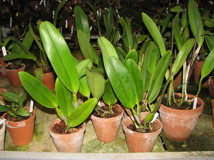 Brassolaeliocattleya Toshie Aoki 'Pizazz Subv OC'.jpg