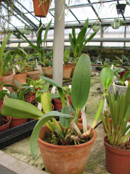 Laeliocattleya Imperial Wings 'Noble'.jpg