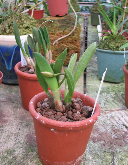 Laelia lucasiana.jpg