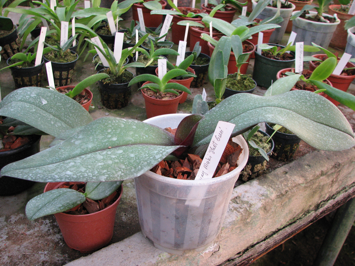 Doritaenopsis Hsinying Maki 'Shot Gun'.jpg