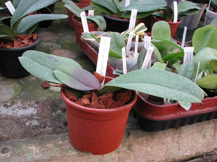 Doritaenopsis Taiwan Butterfly 'ORCHIS'.jpg