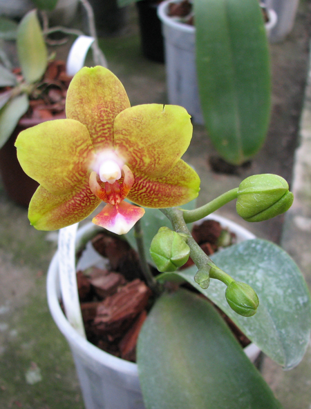 Phalaenopsis Sogo Cake.jpg