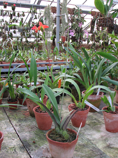 Oncidium splendidum.jpg