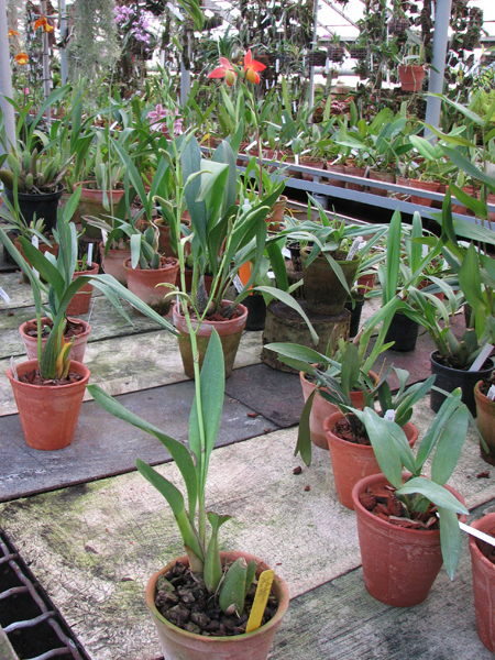 Odontoglossum Cynthia Hill.jpg