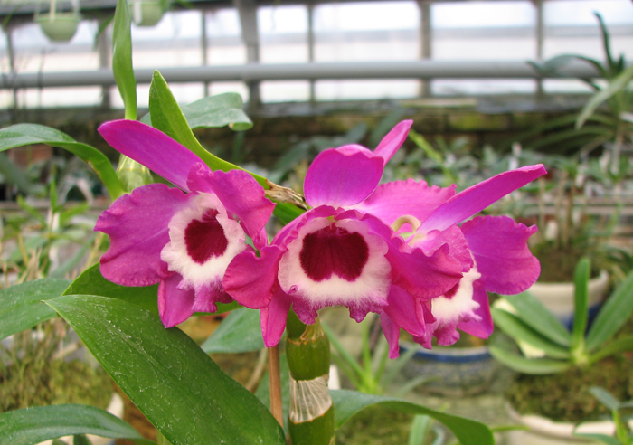 Dendrobium Red Emperor.jpg