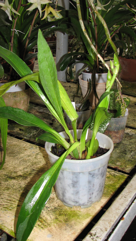 Zygopetalum hybrid.jpg