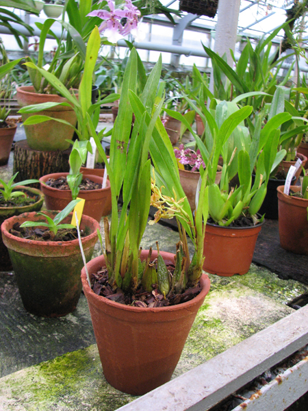 Odontocidium Christopher Merino.jpg