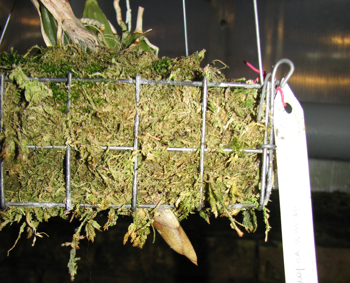 Цветонос Stanhopea wardii.jpg