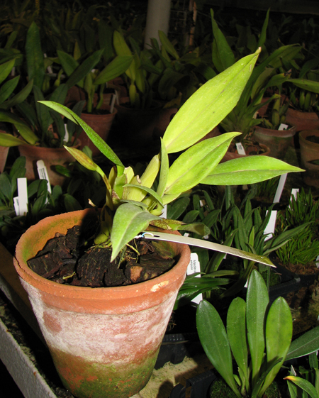 Trichopilia tortillis.jpg