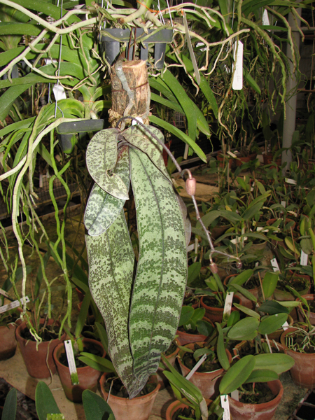 Phalaenopsis schilleriana.jpg