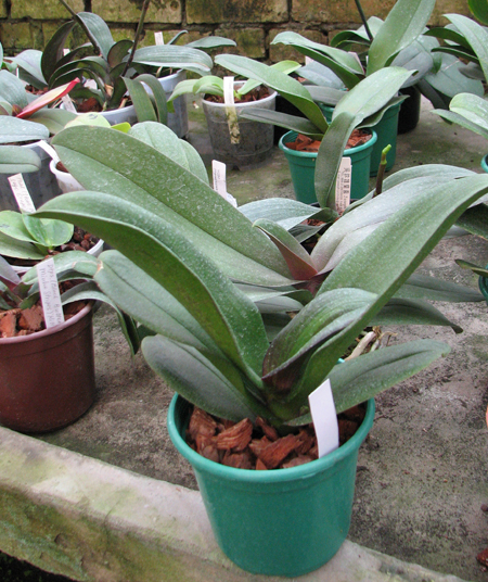 Doritaenopsis Taiwan Red Cat 'Red Cat'.jpg