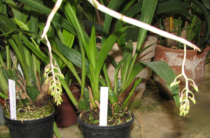 Dendrobium cerinum fma album.jpg