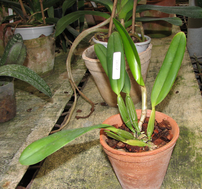 Cattleya lueddemanniana coerulea 'Monte Verde' x lueddemanniana coerulea 'Mar azul'.jpg