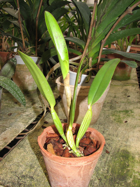 Cattleya lueddemanniana (caerulea 'Mariauxi' x tipo) x lueddemanniana caerulea 'Tania'.jpg