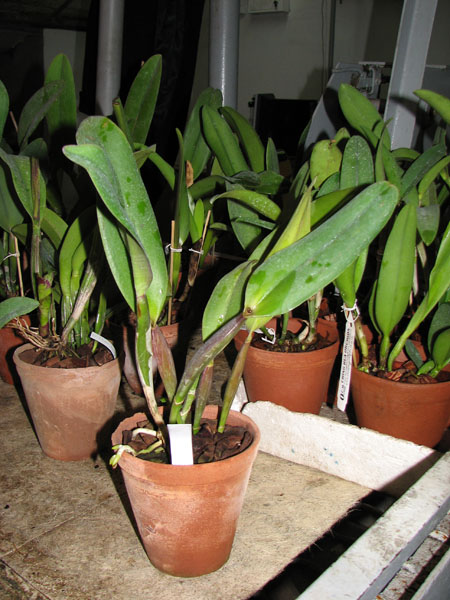 Brassolaeliocattleya Cornerstone 'Fine Circle'.jpg
