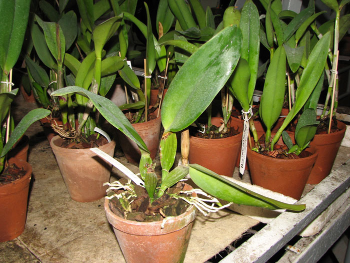 Brassolaeliocattleya Wang Torn x Cattleya Tiffin Bell.jpg