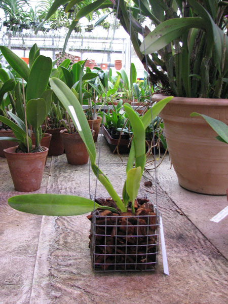 Cattleya dowiana x self.jpg