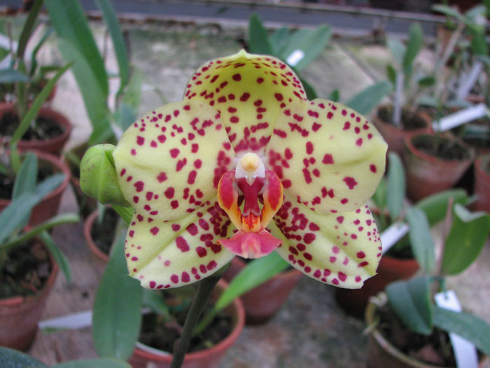 Phalaenopsis Salu Peoker 'O-2'.jpg