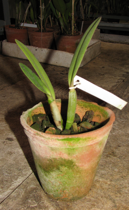 Cattleya lueddemanniana tipo 'Pinky' x Cattleya lueddemanniana rubra 'Gesia'.jpg