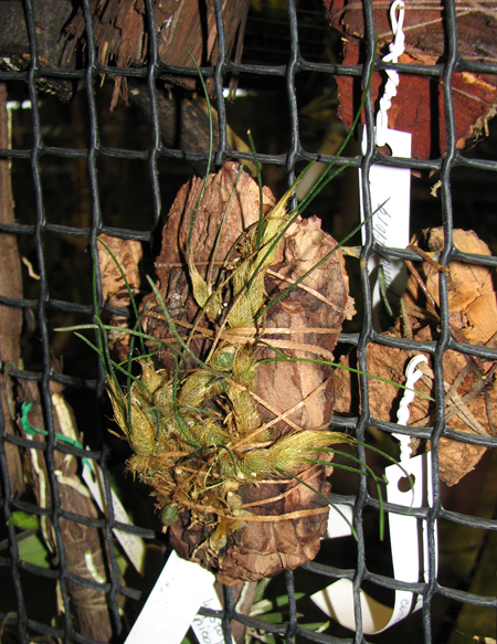 Isabelia virginalis.jpg