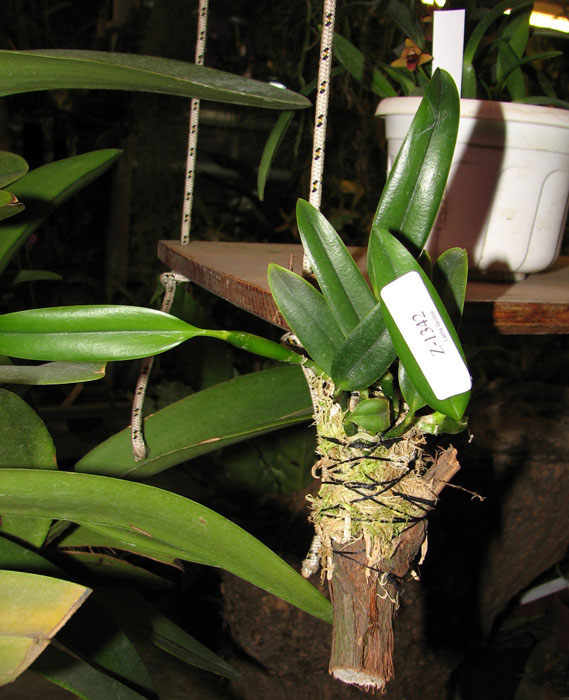 Laelia dayana caerulea 'Chojamaru' x SELF..jpg