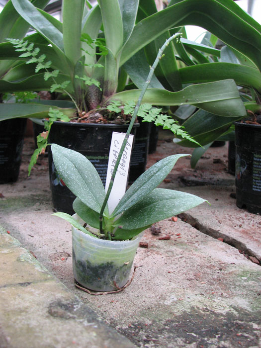 Aerangis citrata.jpg