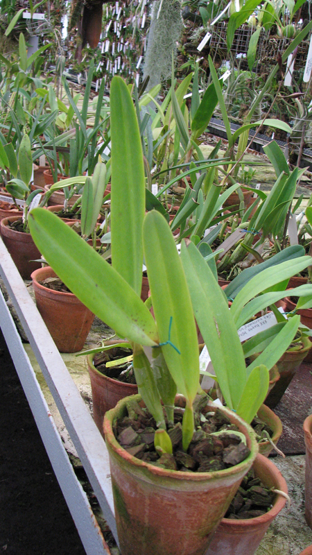 Laelia tenebrosa vinicolor 'Eduardo' x Laelia tenebrosa 'Fumacina Fujita'.jpg