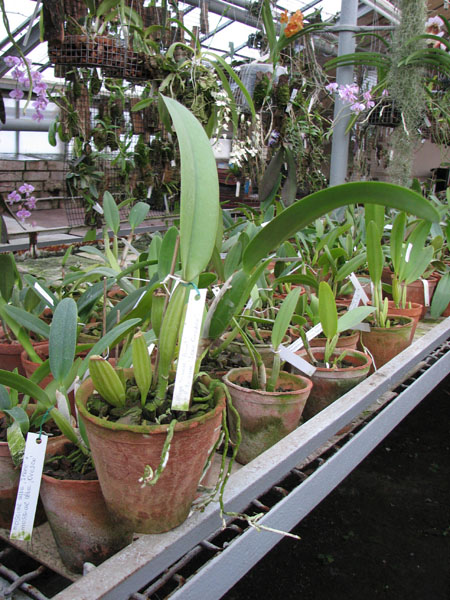 Cattleya trianae 'Binot' x Cattleya trianae 'Jean Groben'.jpg