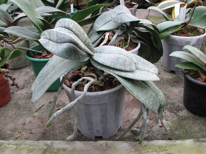 Phalaenopsis Rothschildiana.jpg