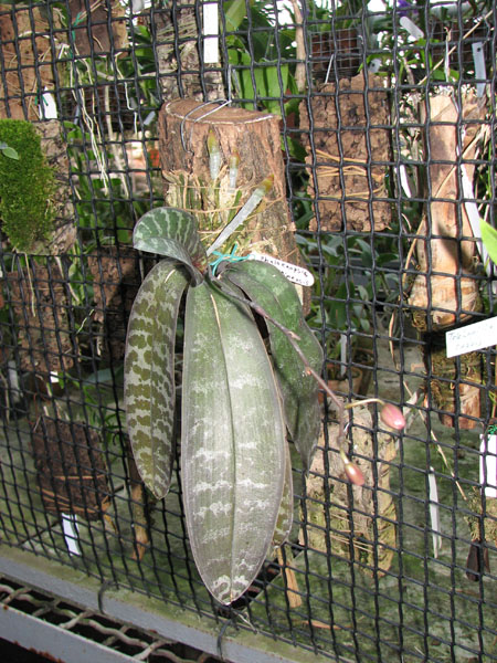 2 растения на блоке