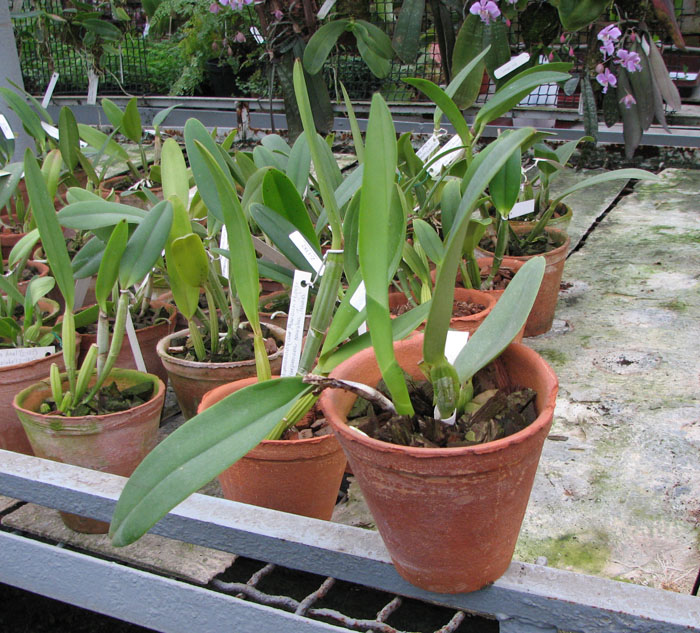 Cattleya labiata coerulensis.jpg