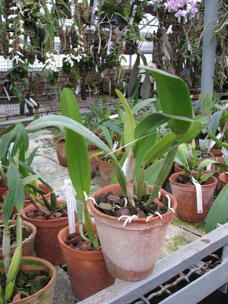 Cattleya lueddemanniana alba 'OMG' x Cattleya lueddemanniana caerulea 'Siquesique'.jpg