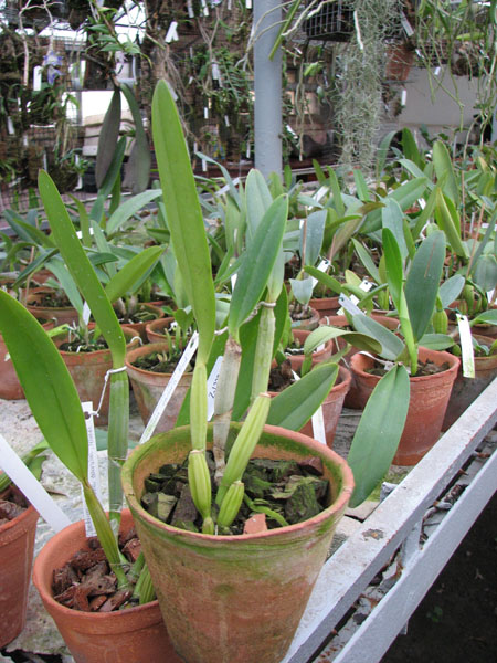Cattleya lueddemanniana escura 'Roja' x Cattleya lueddemanniana escura 'Red'.jpg