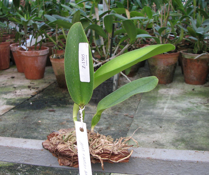 Cattleya dowiana rosea x self.jpg