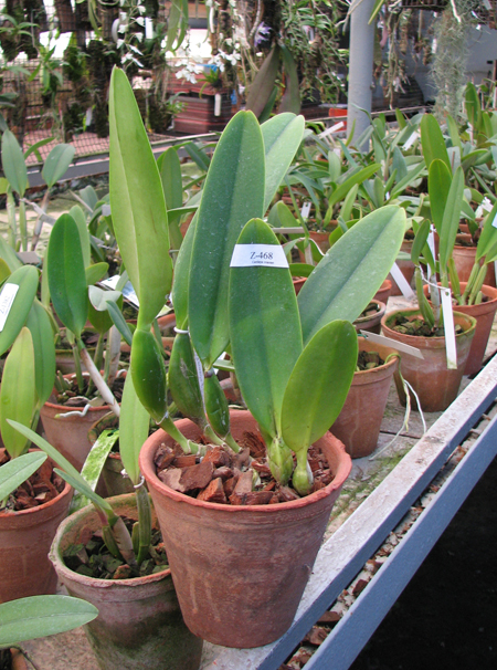 Фото орхидеи Cattleya trianae 'Fine Variety' x Cattleya trianae 'Oscura Posada' XXX