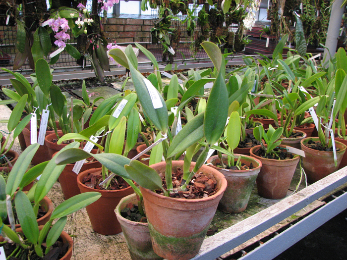 Cattleya jenmaniii caerulea 'Pedra Azul' x SELF.jpg